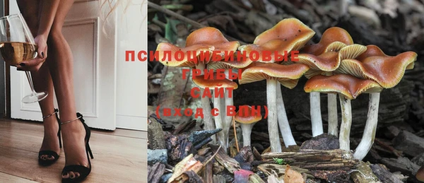 PSILOCYBIN Балахна